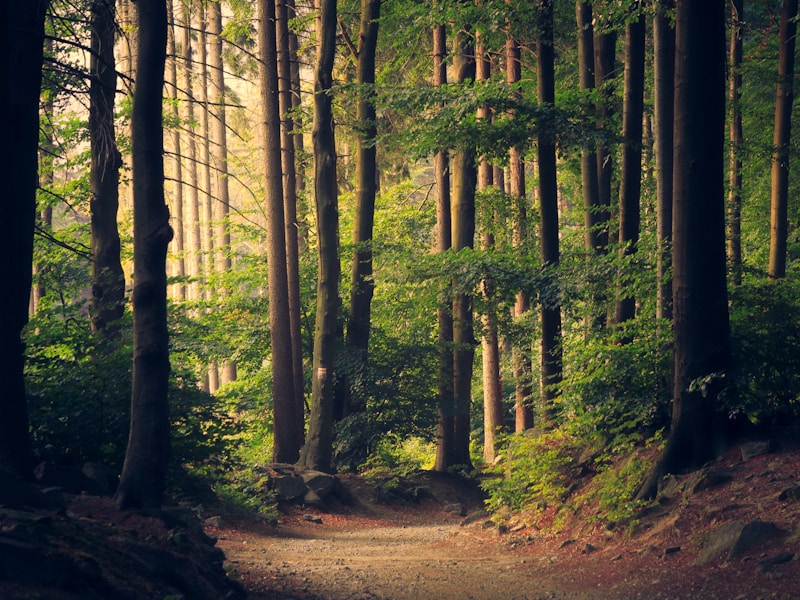 Nature Trail & Bird Watching